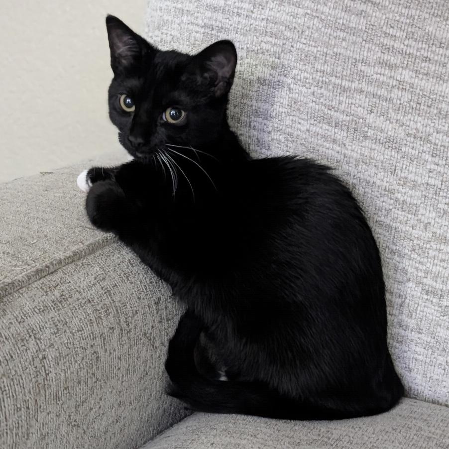 Beignet, Adopted, Young Female Domestic Short Hair.