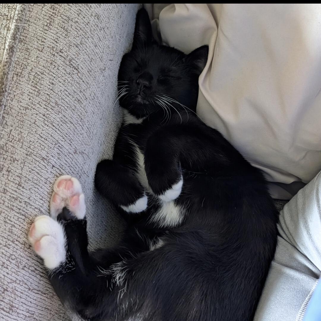 Enlarge Beignet, a Adopted Domestic Short Hair in Bentonville, AR image 2/2