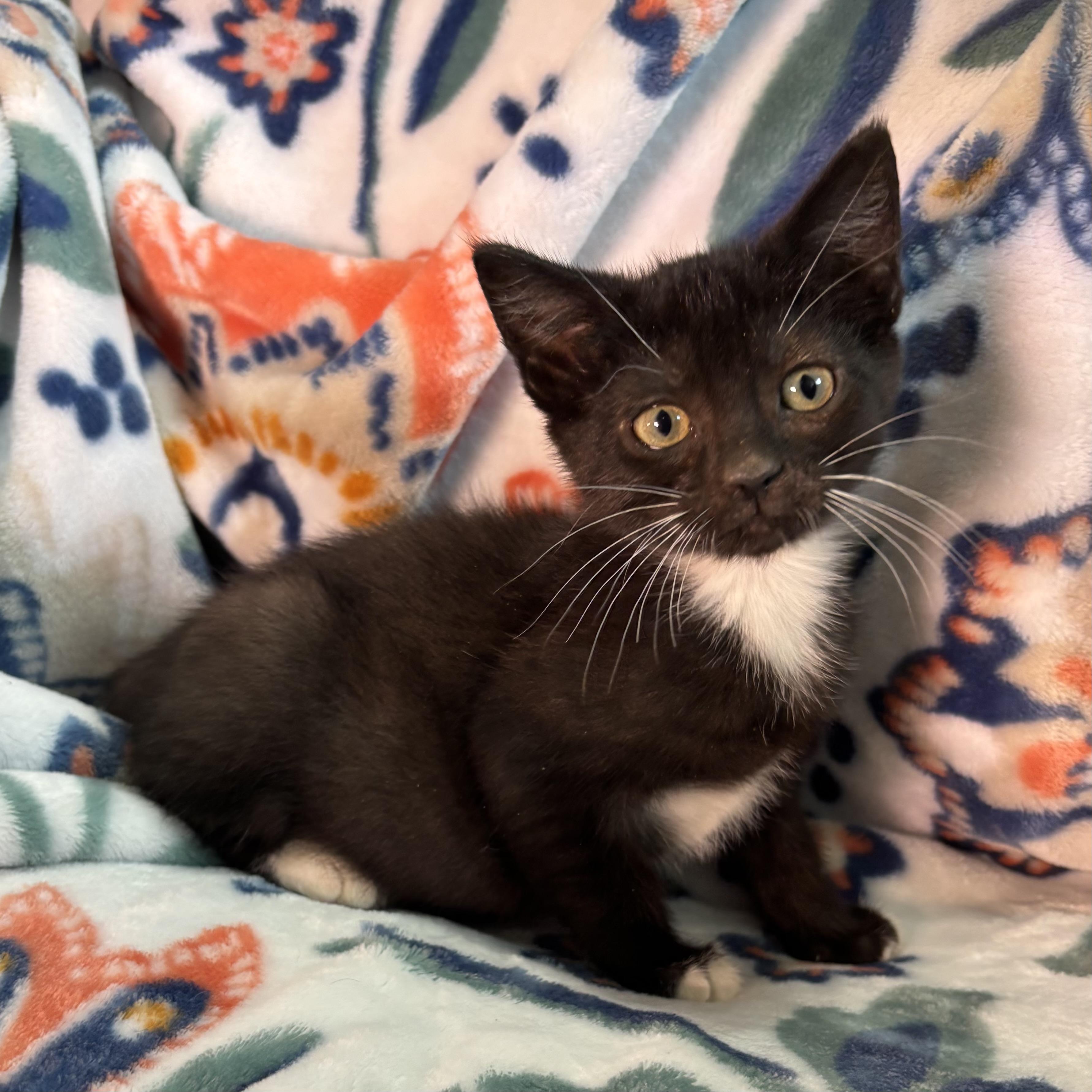 Enlarge Beignet, a ADOPTABLE Domestic Short Hair in Bentonville, AR image 1/1