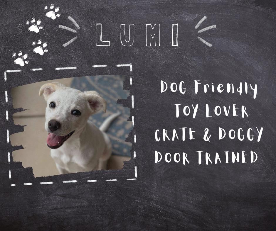 Lumi