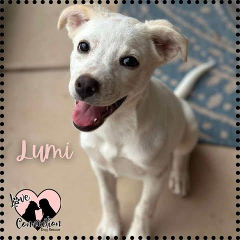 Lumi