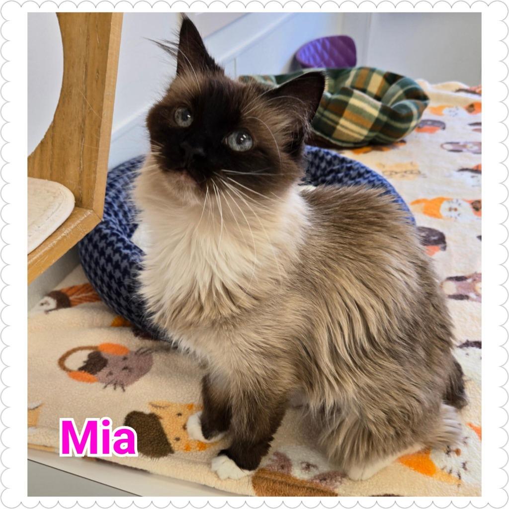 Enlarge Mia, a Adopted Siamese in North Saint Paul, MN image 1/5