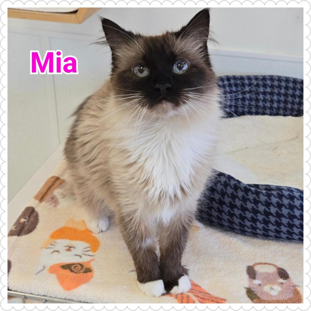 Enlarge Mia, a Adopted Siamese in North Saint Paul, MN image 2/5