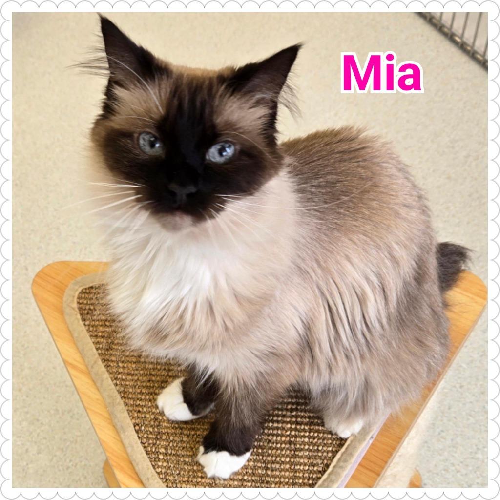 Enlarge Mia, a Adopted Siamese in North Saint Paul, MN image 3/5