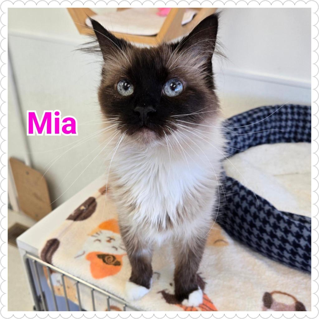 Enlarge Mia, a Adopted Siamese in North Saint Paul, MN image 4/5