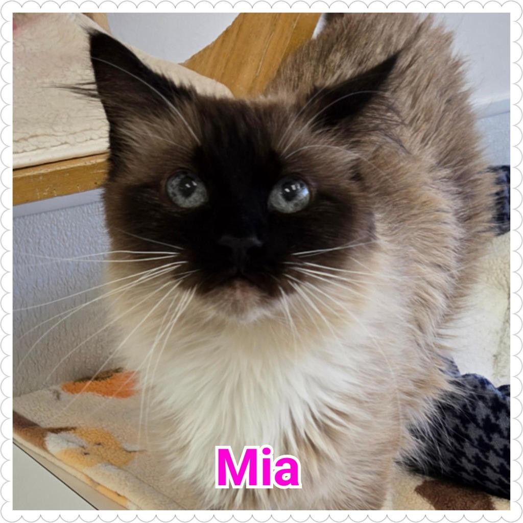 Enlarge Mia, a Adopted Siamese in North Saint Paul, MN image 5/5