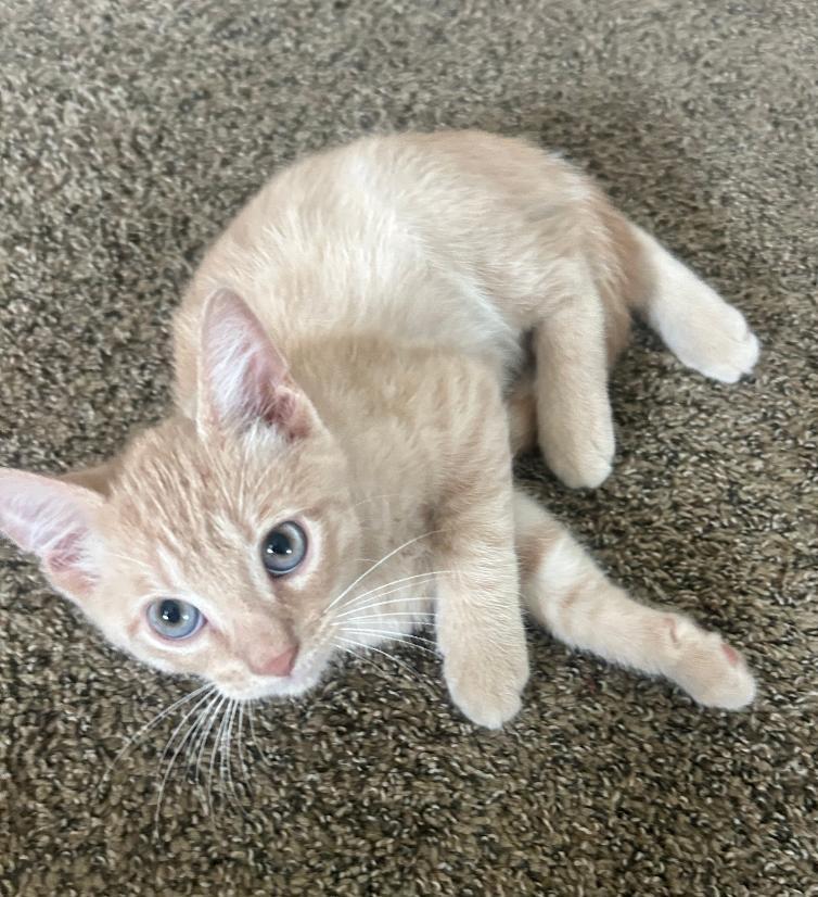 Lucky, adopted, Kitten Male Domestic Short Hair.