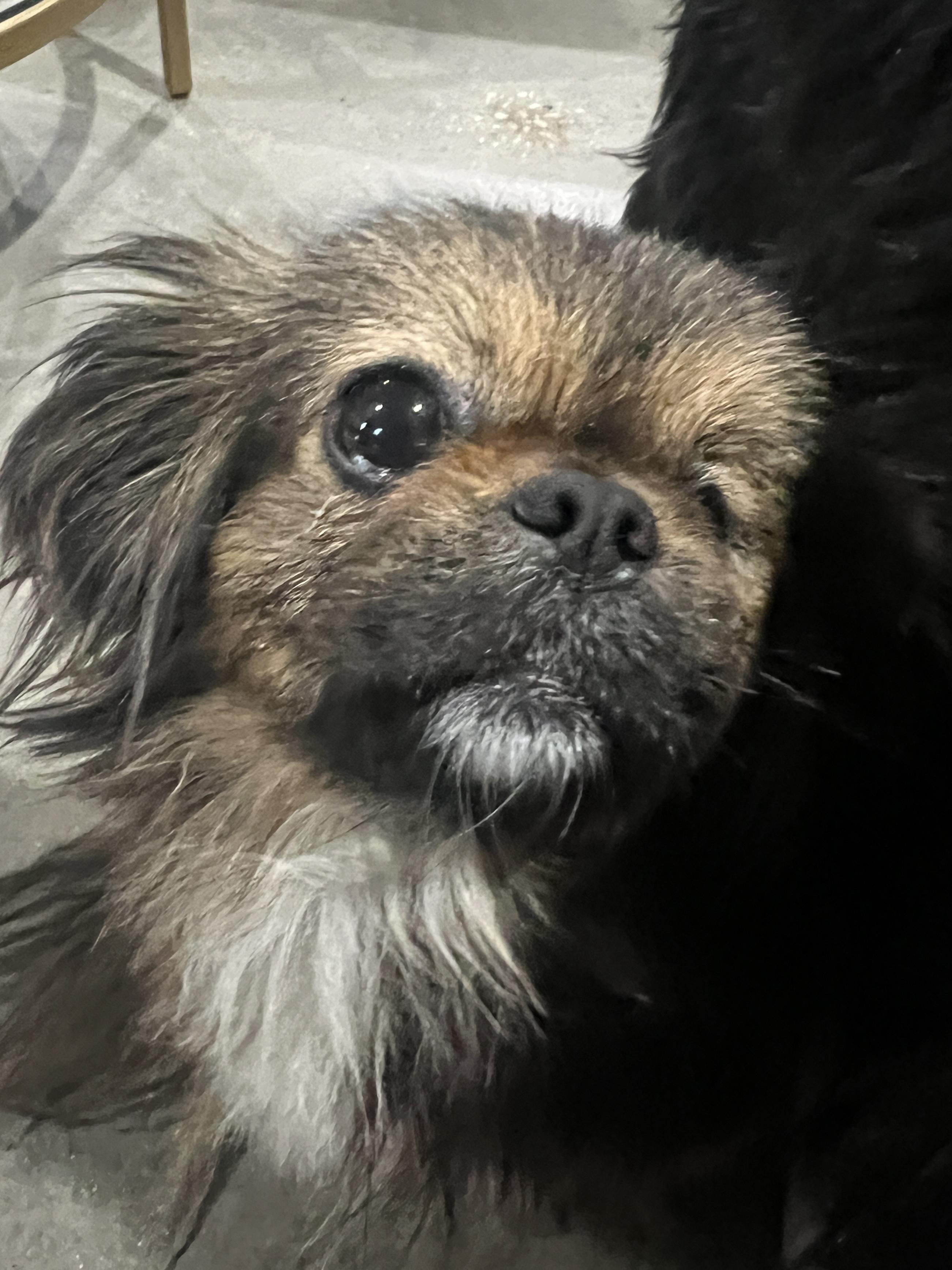 Gizmo, adopted, Adult Male Pekingese & Poodle.
