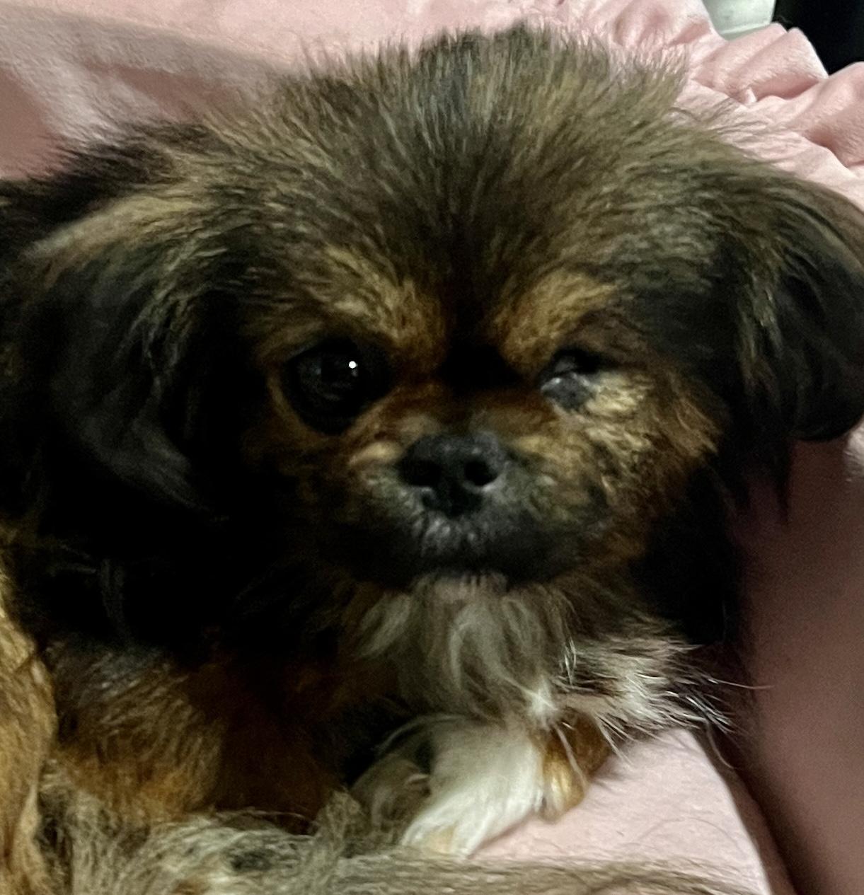 Enlarge Gizmo, an adopted mixed breed in Baker, LA image 2/3