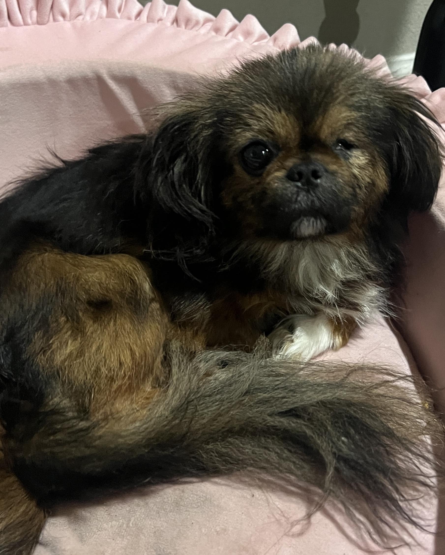 Enlarge Gizmo, an adopted mixed breed in Baker, LA image 3/3