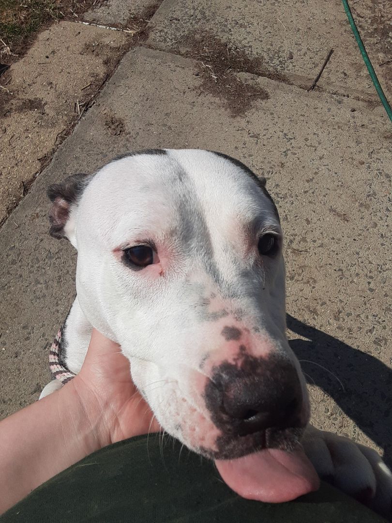 Grace, Adoptable, Adult Female Pit Bull Terrier.