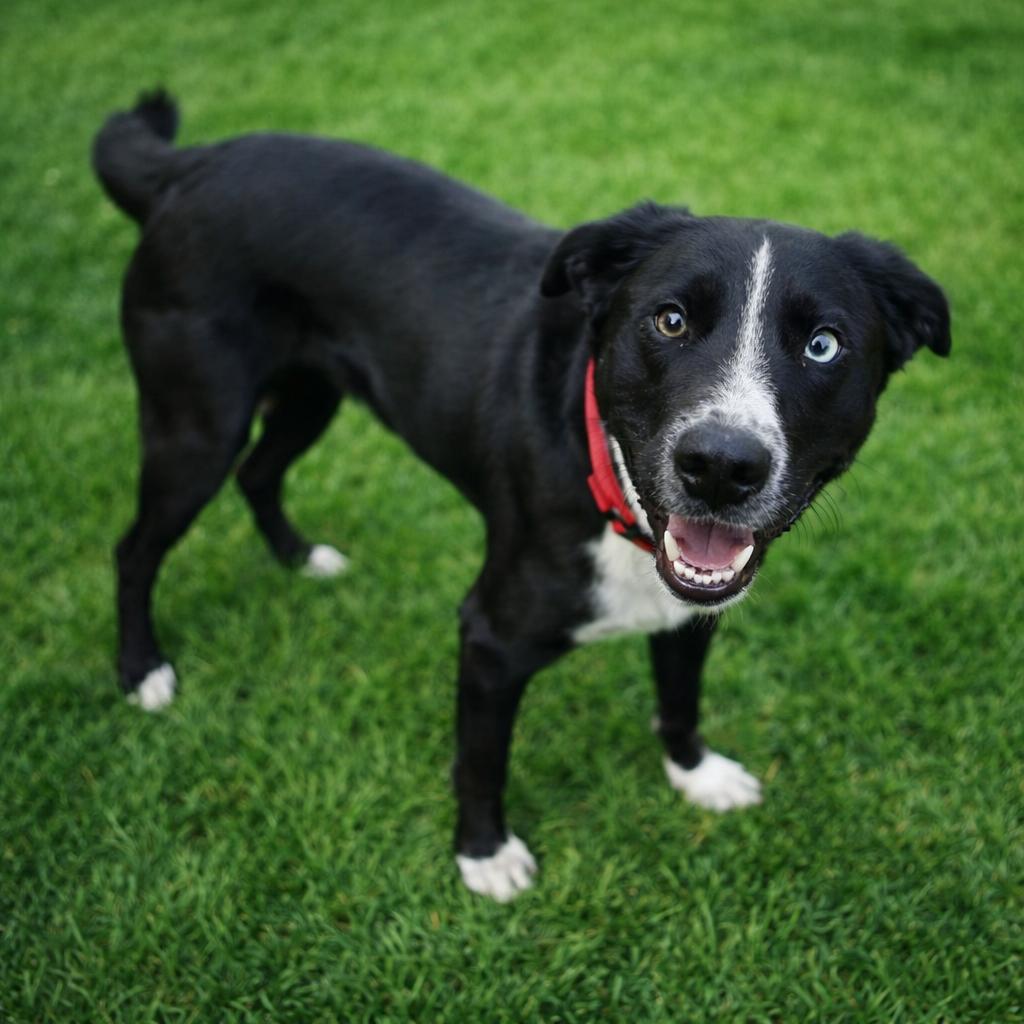 Bluey — thumbnail 2