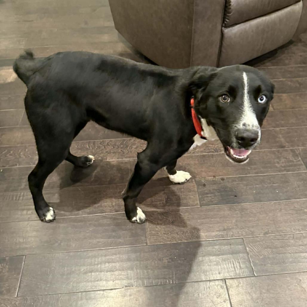 Bluey — thumbnail 3