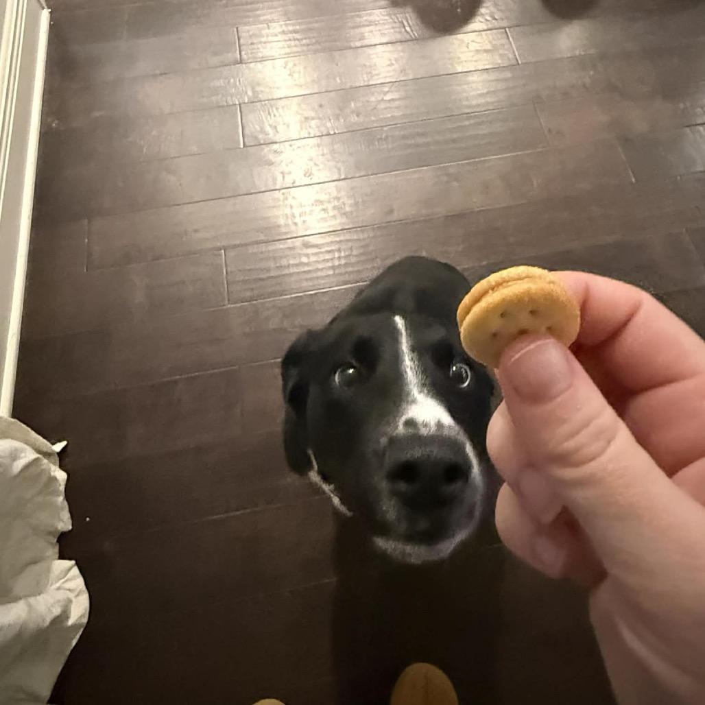 Bluey — thumbnail 4