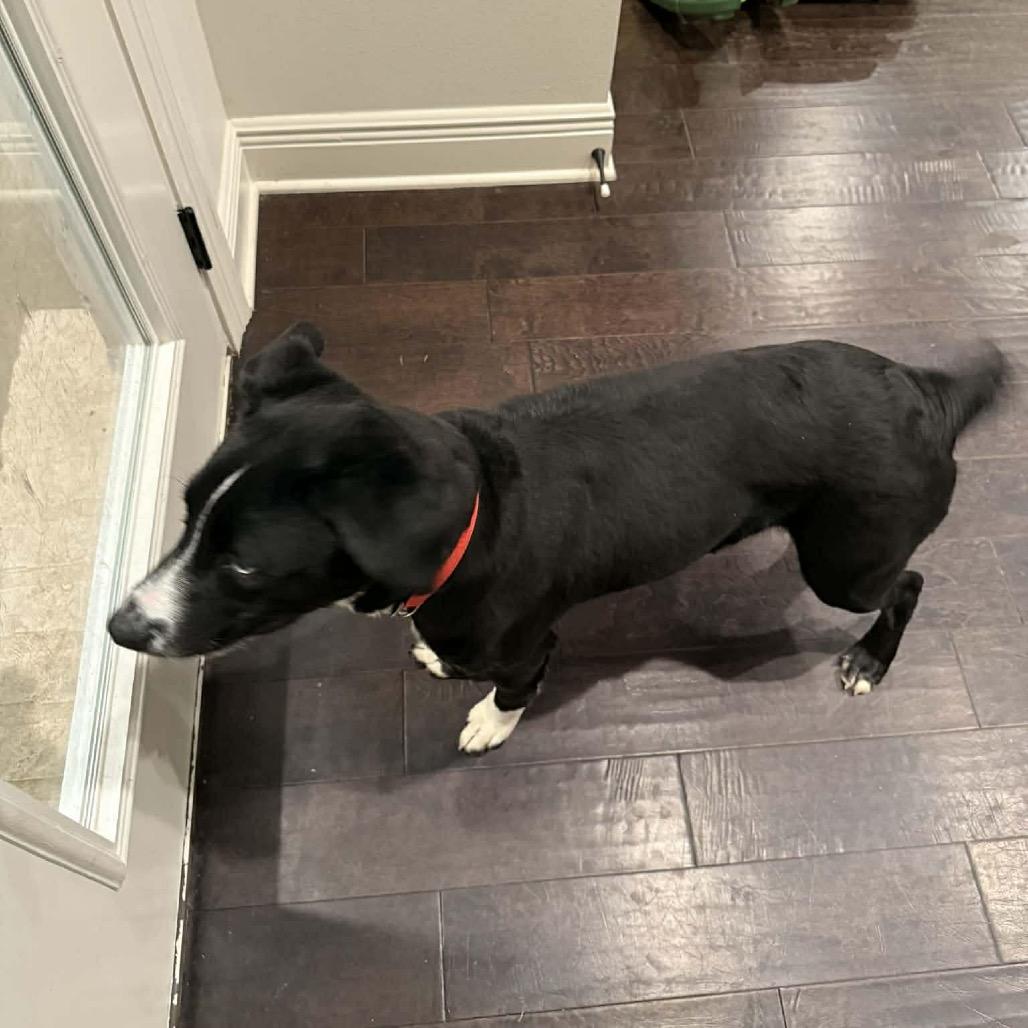 Bluey — thumbnail 5