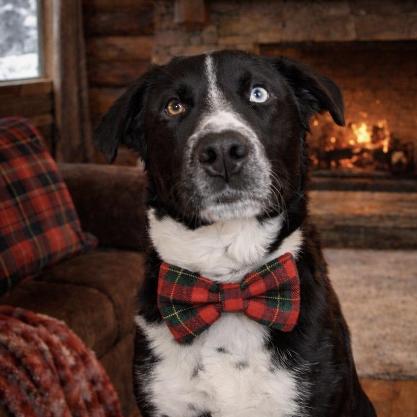 Bluey — thumbnail 6