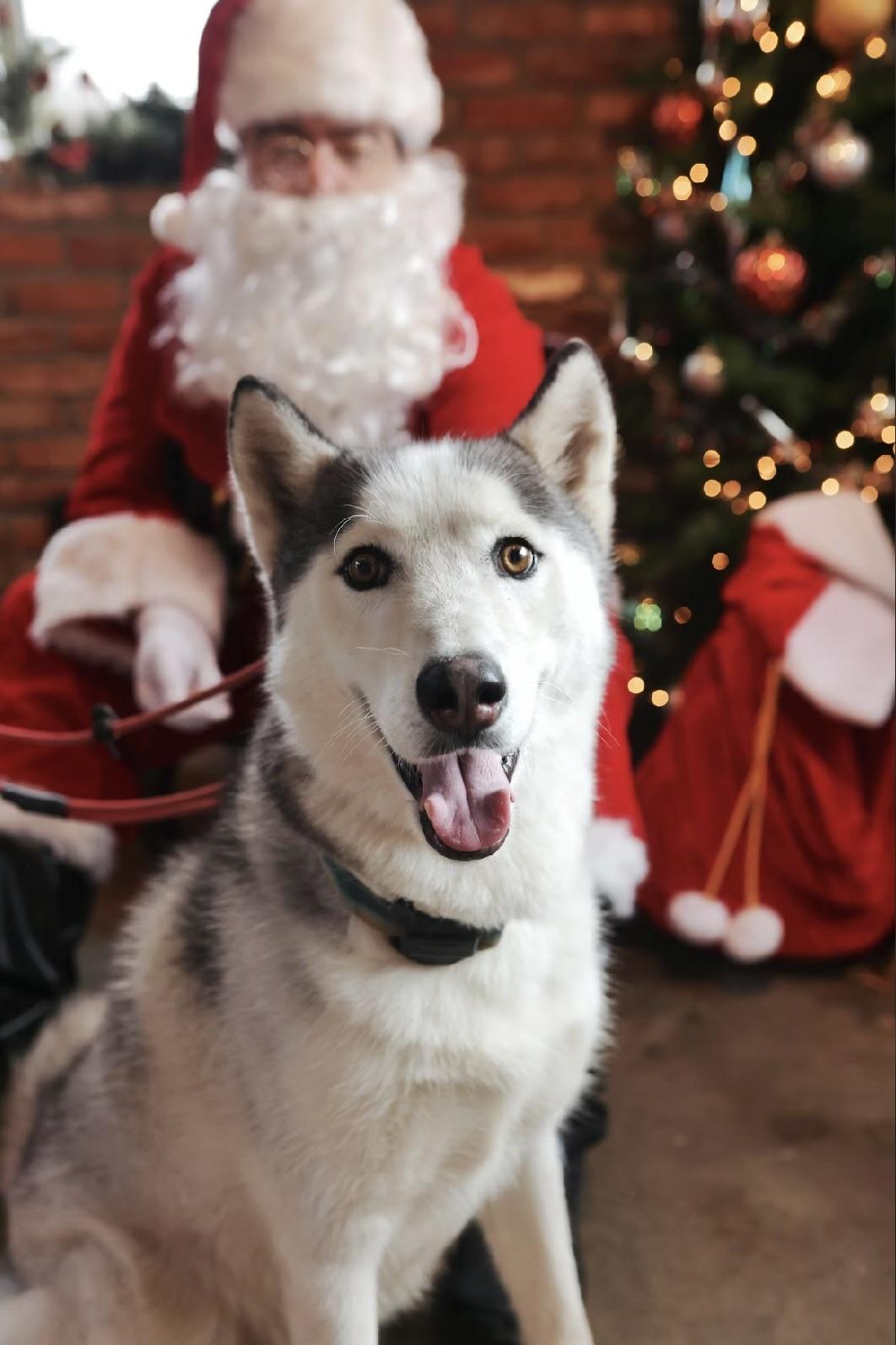 Hamilton, a ADOPTABLE Husky in Ferndale, WA image 2/6