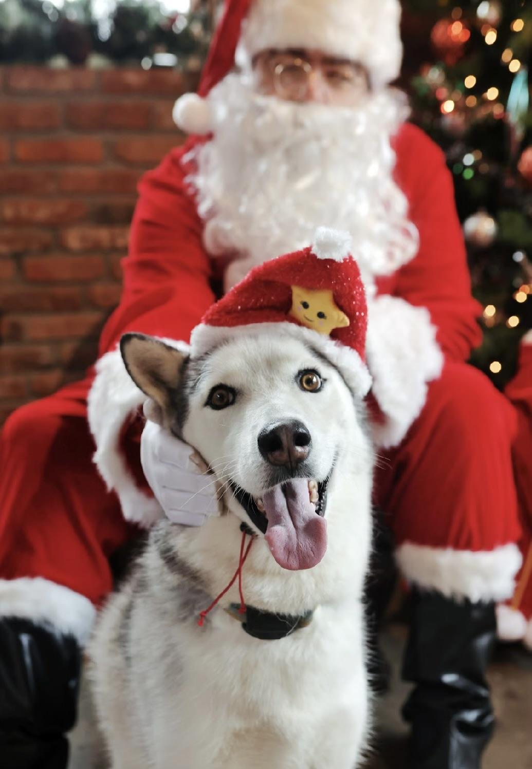 Hamilton, a ADOPTABLE Husky in Ferndale, WA image 1/6