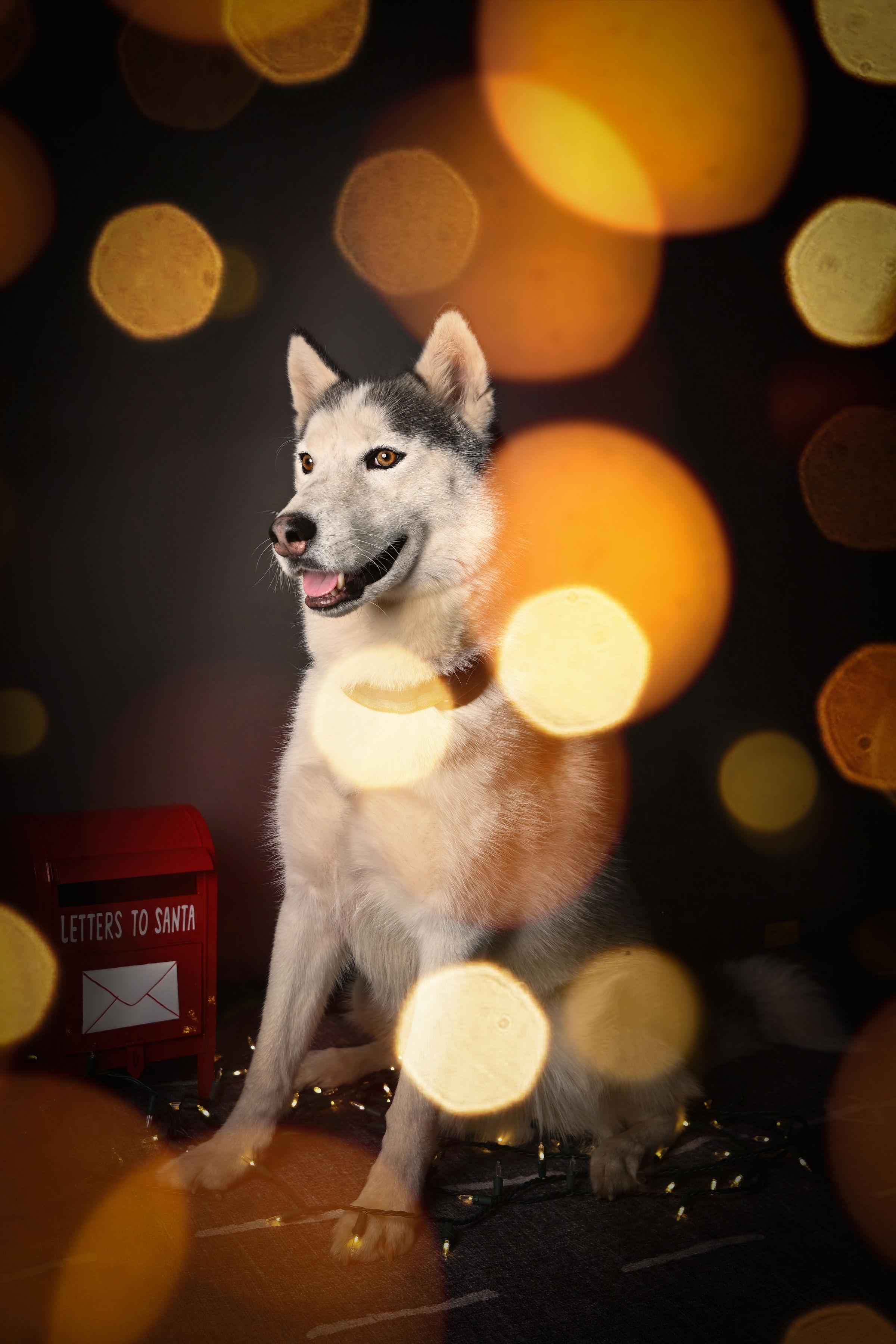 Hamilton, a ADOPTABLE Husky in Ferndale, WA image 4/6