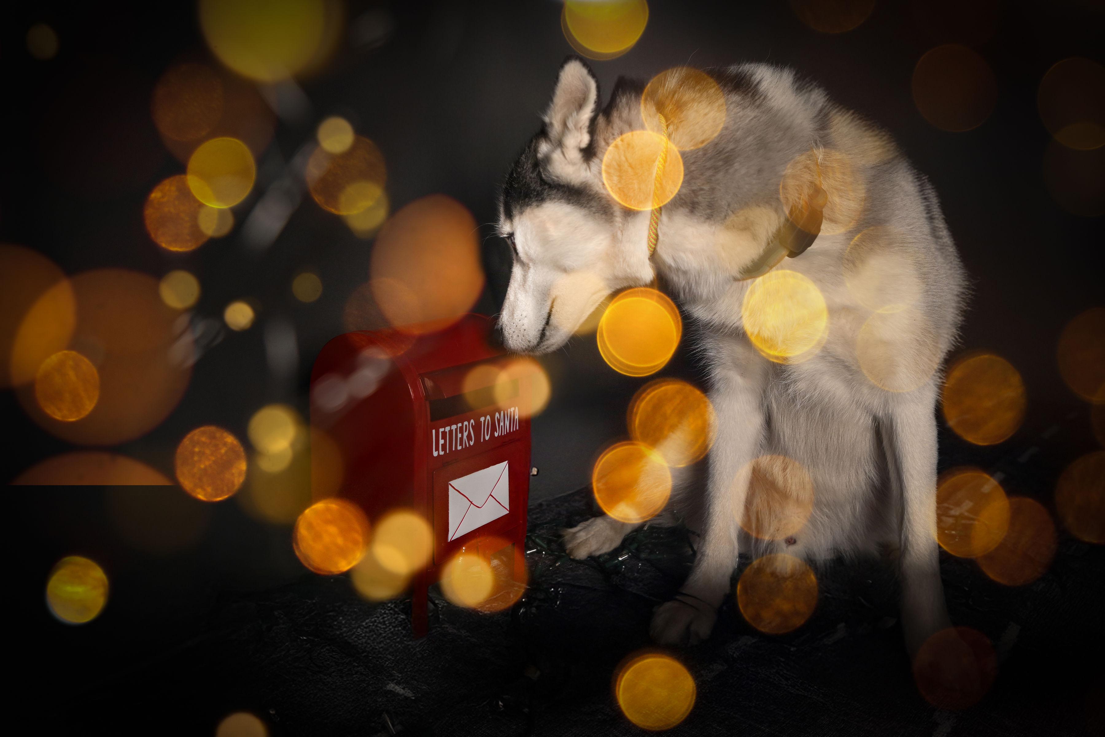 Hamilton, a ADOPTABLE Husky in Ferndale, WA image 6/6