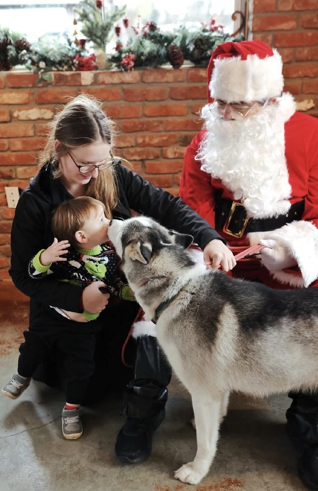 Hamilton, a ADOPTABLE Husky in Ferndale, WA image 3/6