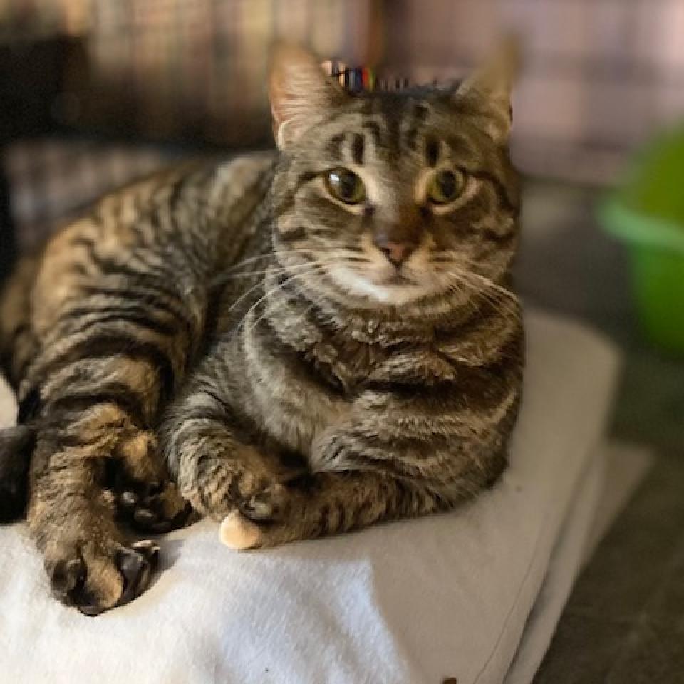 Hermoine 2023, a Adoptable Domestic Short Hair in Bensalem, PA image 1/4