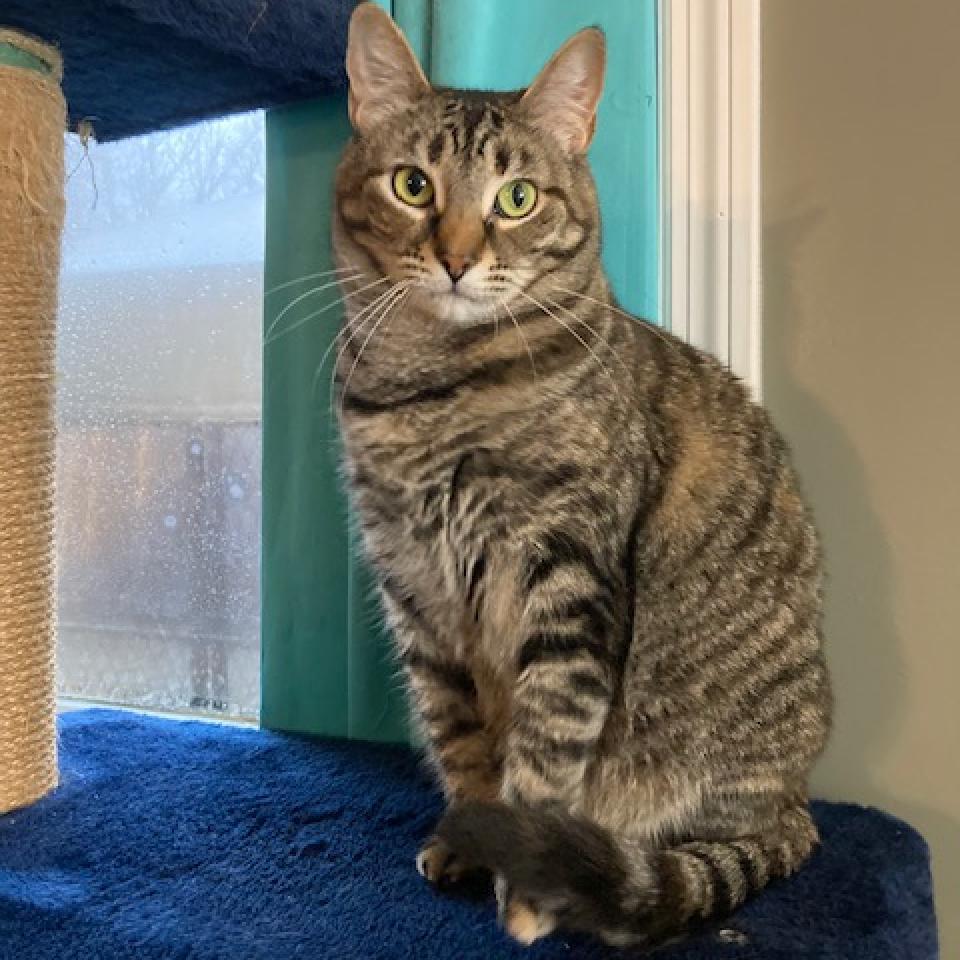 Hermoine 2023, a Adoptable Domestic Short Hair in Bensalem, PA image 1/4