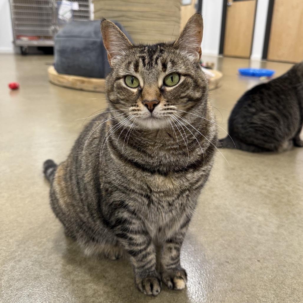 Hermoine 2023, a Adoptable Domestic Short Hair in Bensalem, PA image 3/5