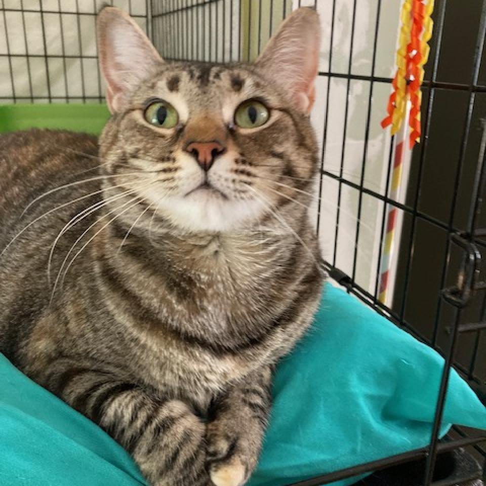 Hermoine 2023, a Adoptable Domestic Short Hair in Bensalem, PA image 3/4