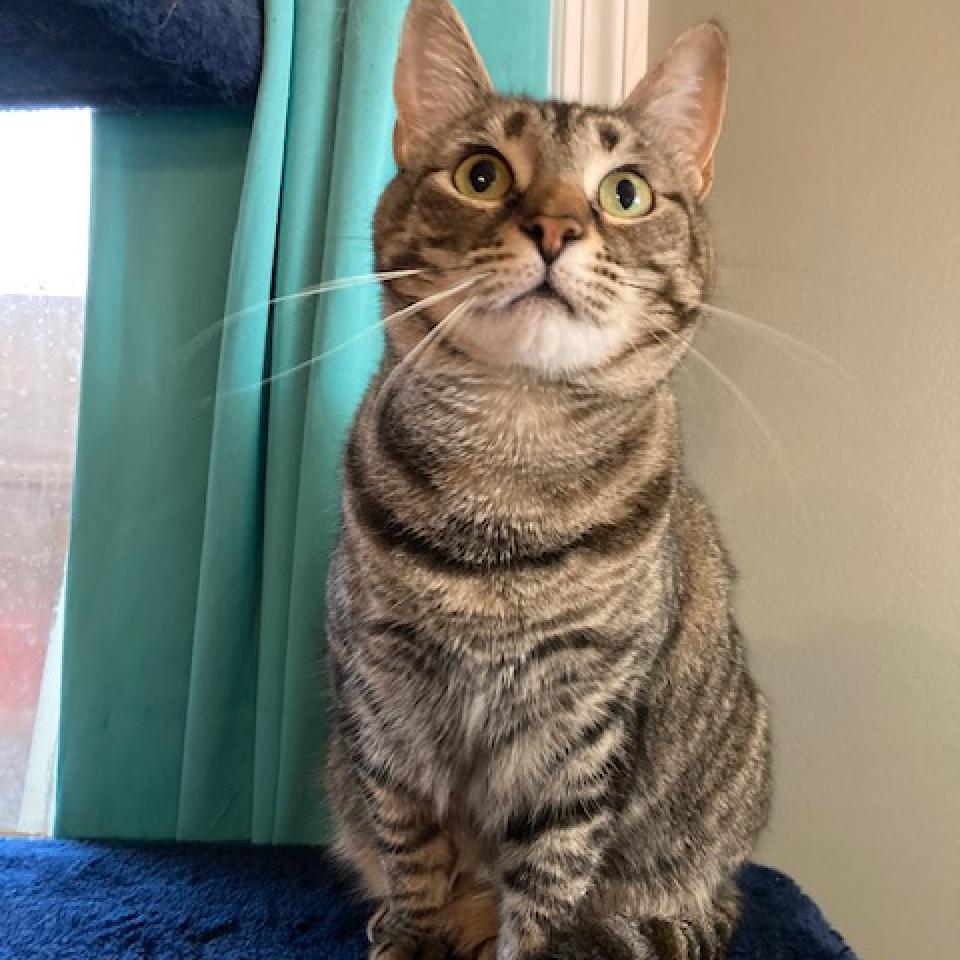 Hermoine 2023, a Adoptable Domestic Short Hair in Bensalem, PA image 3/4