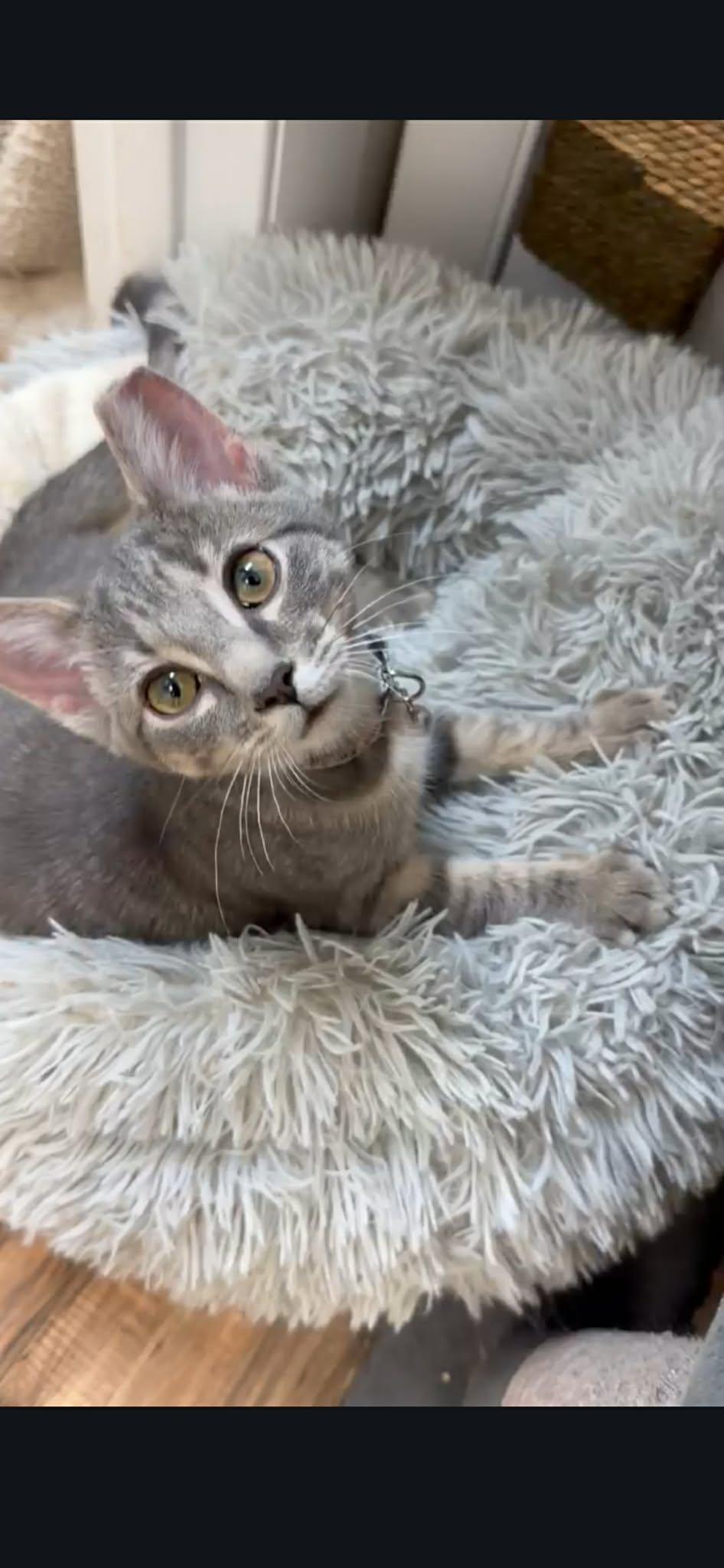 Enlarge Lulu, a Adoptable American Shorthair in Fort Thomas, KY image 1/1