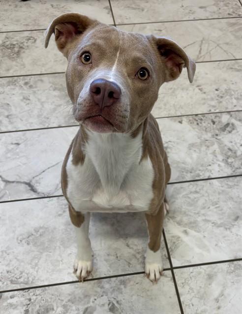 WINNIE, Adoptable, Young Female Staffordshire Bull Terrier & Mixed Breed.