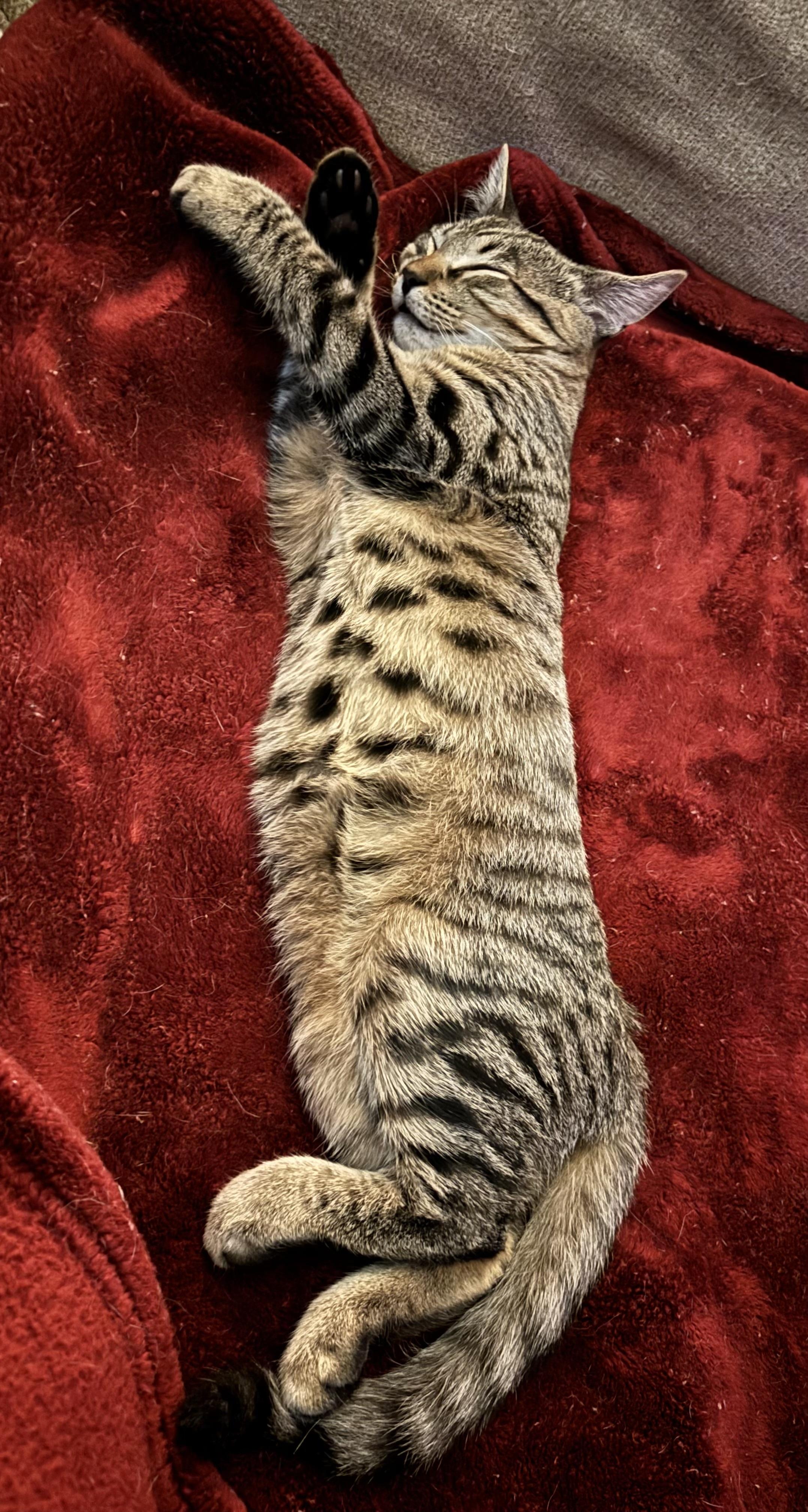 Enlarge Zan, a Adoptable Domestic Short Hair in South Euclid, OH image 1/2