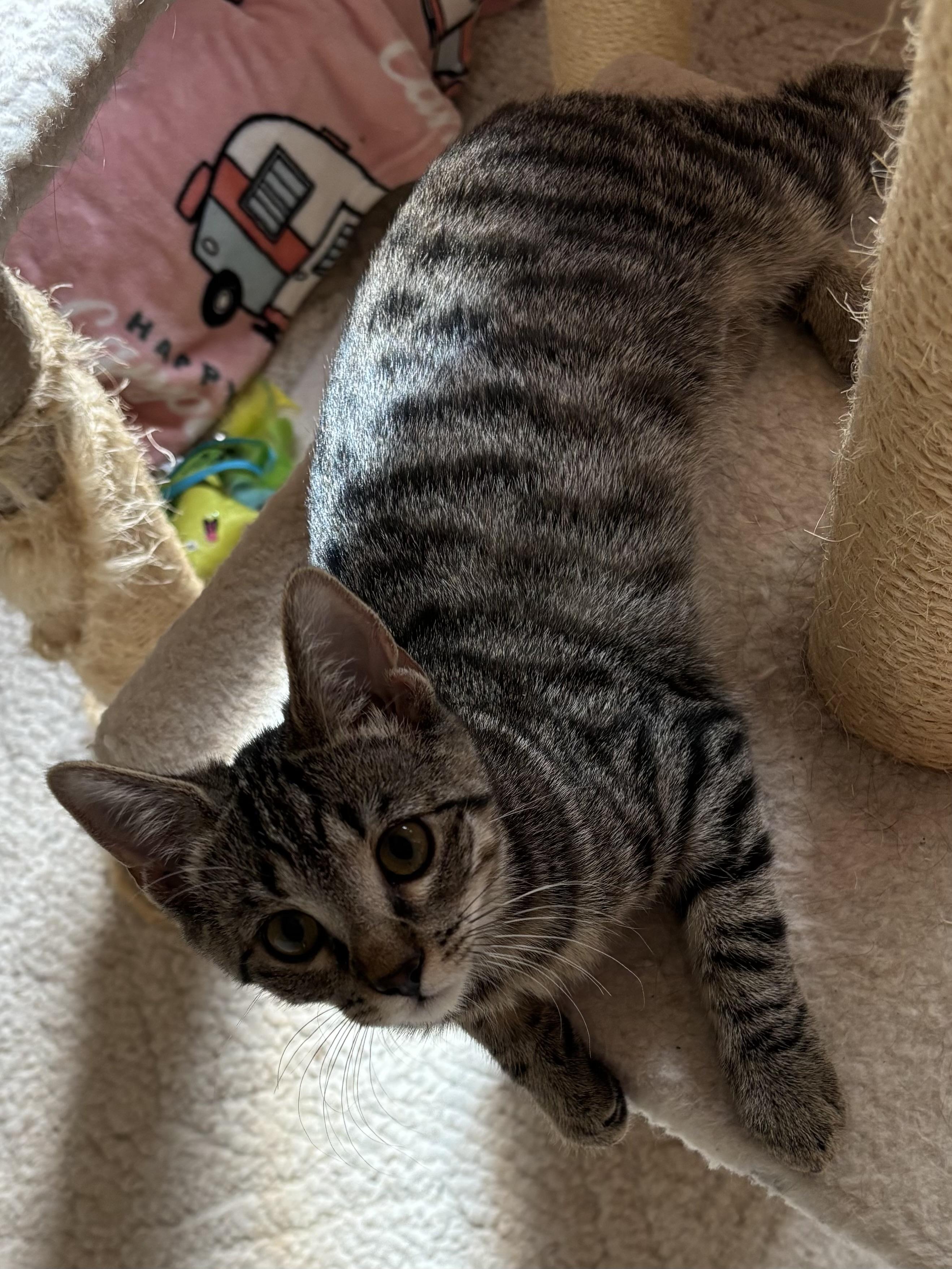 Enlarge Zan, a Adoptable Domestic Short Hair in South Euclid, OH image 2/2