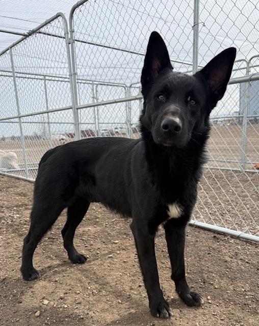 Frodo 26-6935, a Adoptable mixed breed in Minot, ND image 2/3
