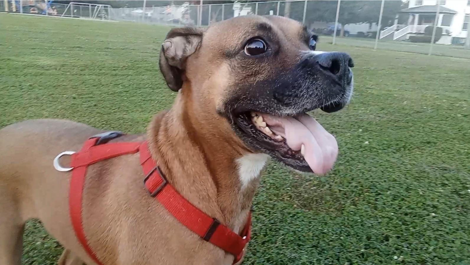 Jojo (IL) Playful, a ADOPTABLE mixed breed in Seymour, CT image 3/4