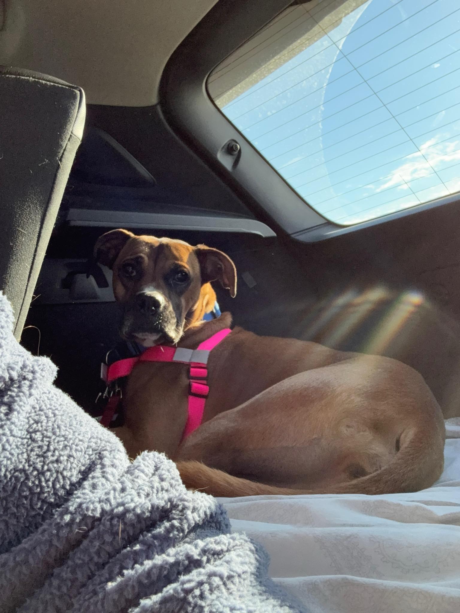 Enlarge Jojo (IL) Playful, a ADOPTABLE mixed breed in Seymour, CT image 2/4