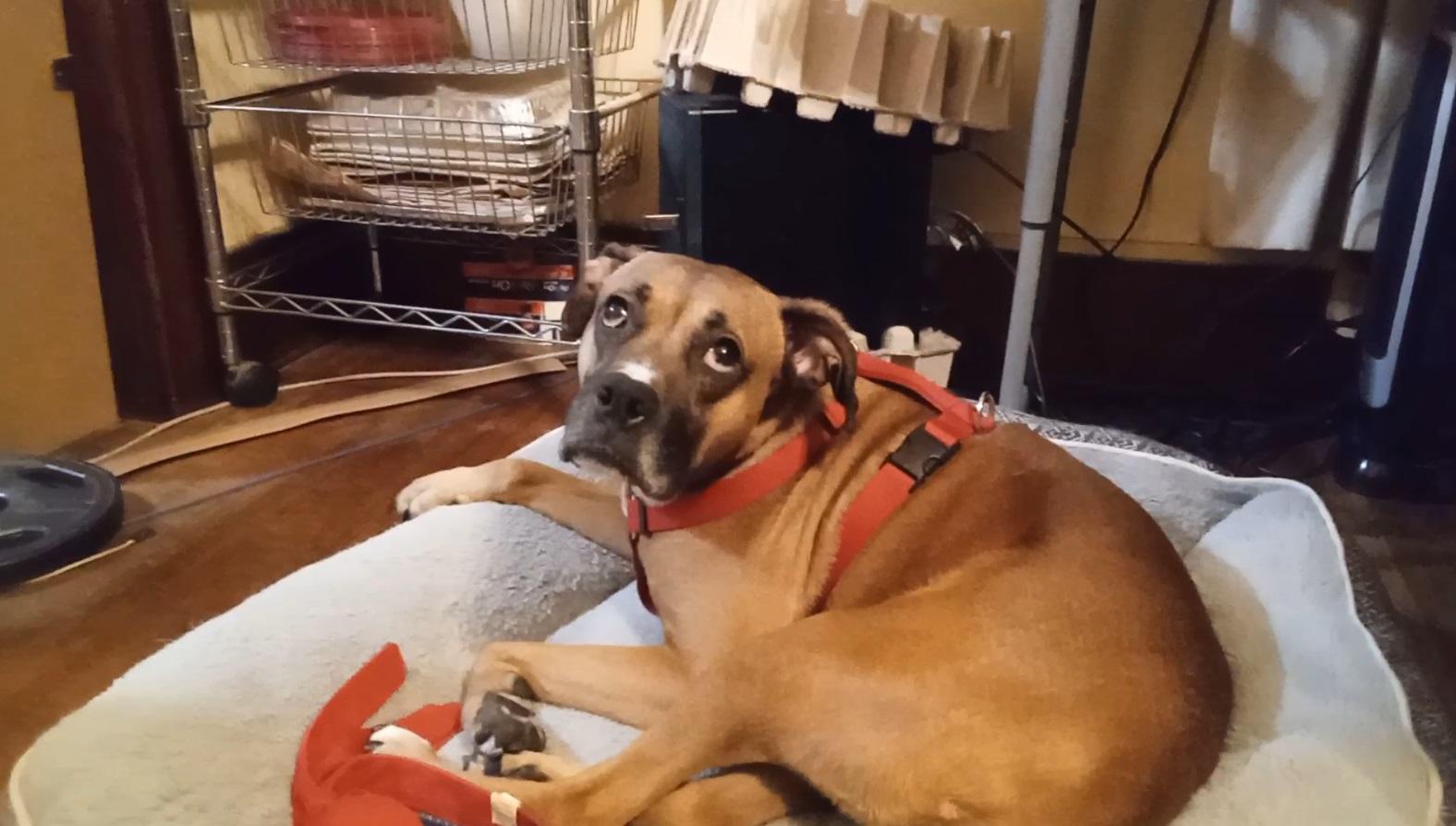Jojo (IL) Playful, ADOPTABLE, Adult Female Boxer & Terrier.