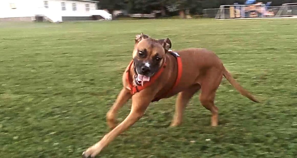 Jojo (IL) Playful, a ADOPTABLE mixed breed in Seymour, CT image 4/4