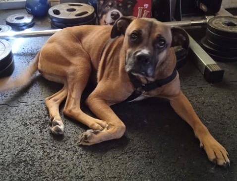 Enlarge Jojo (IL) Playful, a ADOPTABLE mixed breed in Seymour, CT image 3/4