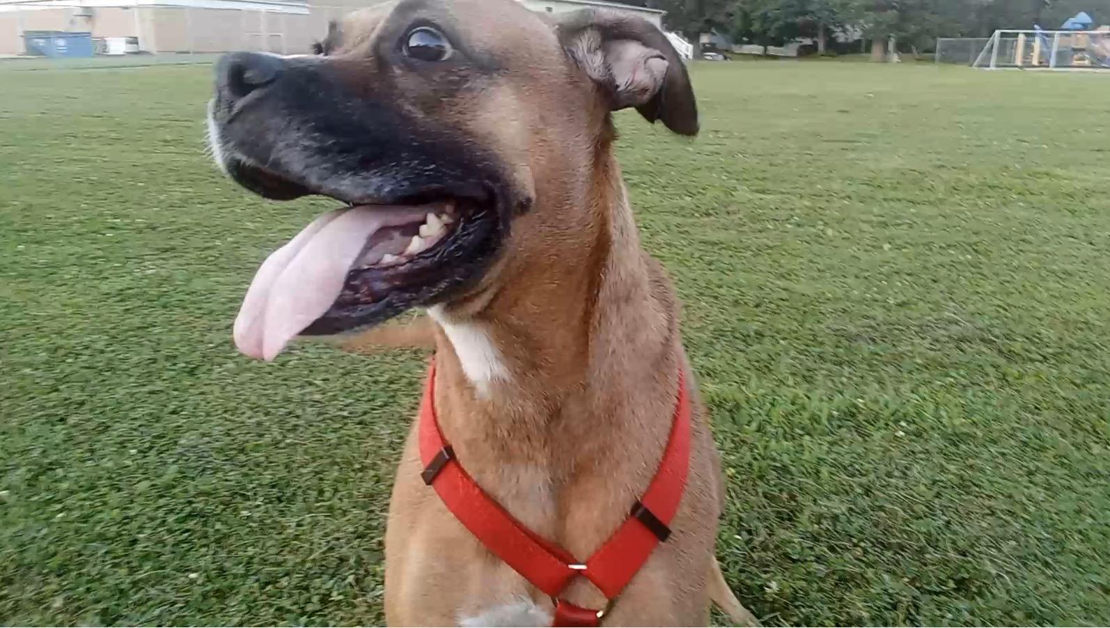 Jojo (IL) Playful, ADOPTABLE, Adult Female Boxer & Terrier.