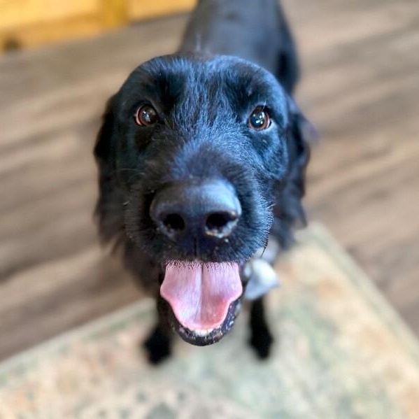 Jetty Boy the Couch Snuggler and Tiny Dog Lover — thumbnail 5