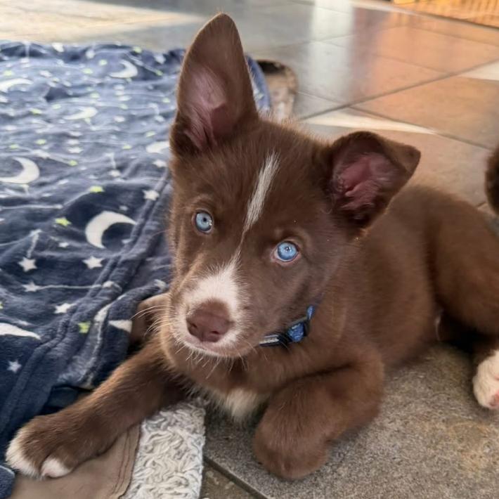 Cosmo, Adoptable, Puppy Male Husky & Mixed Breed.