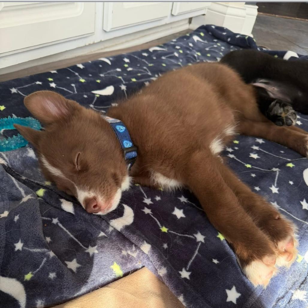 Enlarge Cosmo, a Adoptable mixed breed in Joliet, IL image 2/3