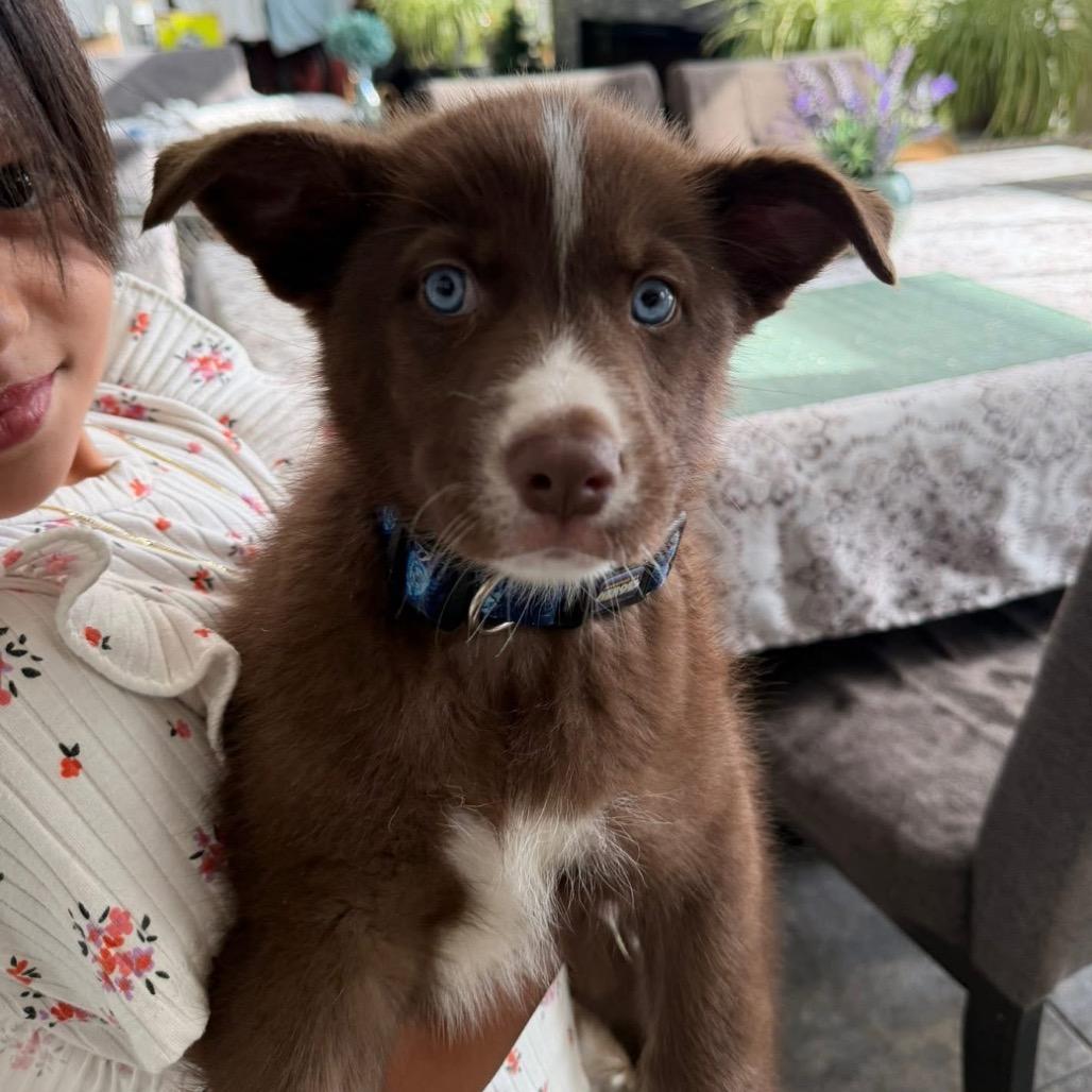 Enlarge Cosmo, a Adoptable mixed breed in Joliet, IL image 3/3