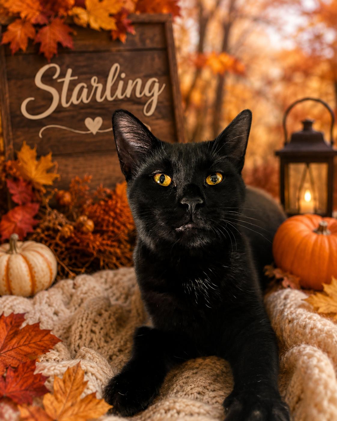 Enlarge Starling, a Adopted Domestic Short Hair in Orleans, VT image 1/1