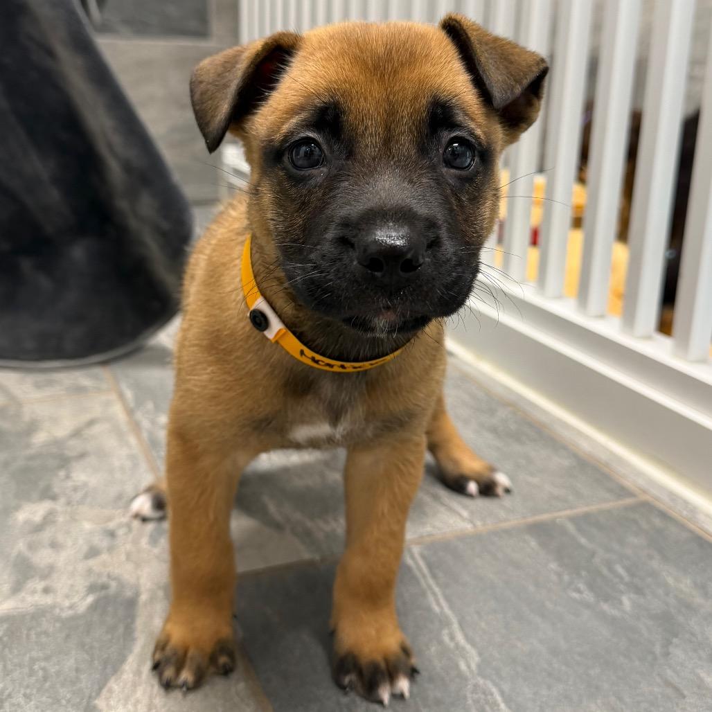 MORTICIA, Adoptable, Puppy Female German Shepherd Dog & Mixed Breed.