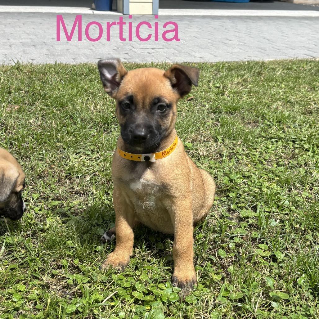 Enlarge MORTICIA, a Adoptable mixed breed in Wellington, FL image 2/4