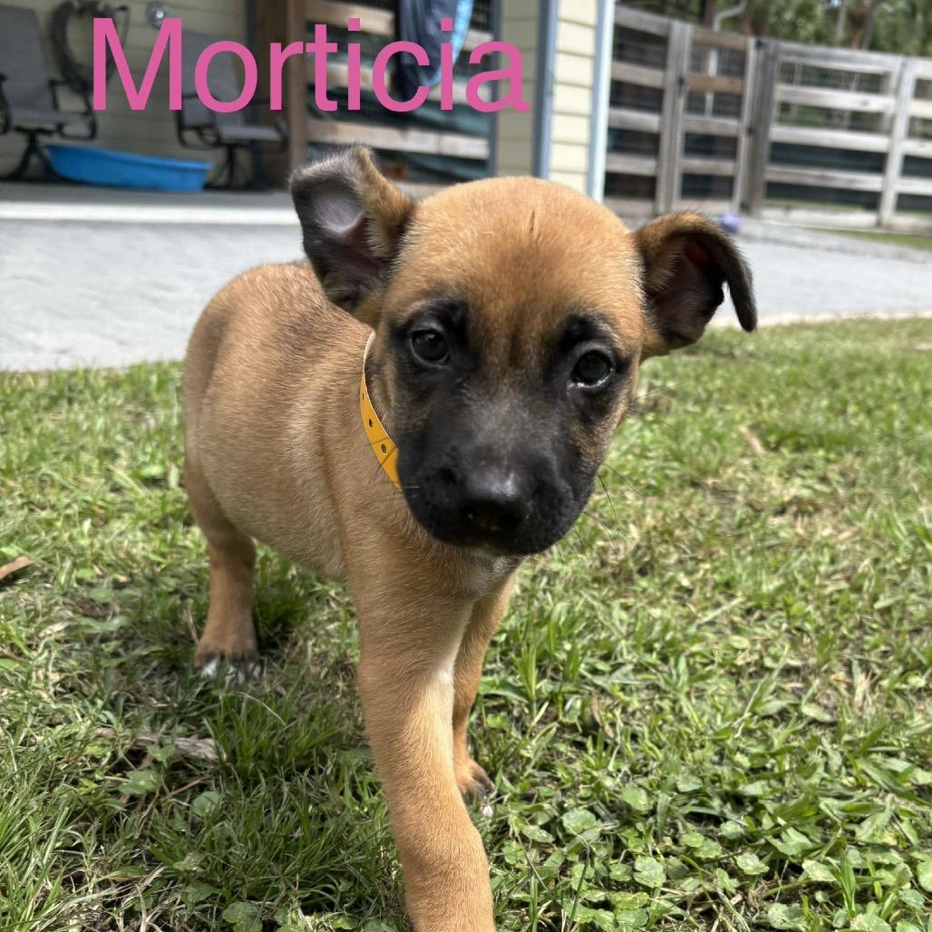 Enlarge MORTICIA, a Adoptable mixed breed in Wellington, FL image 3/4