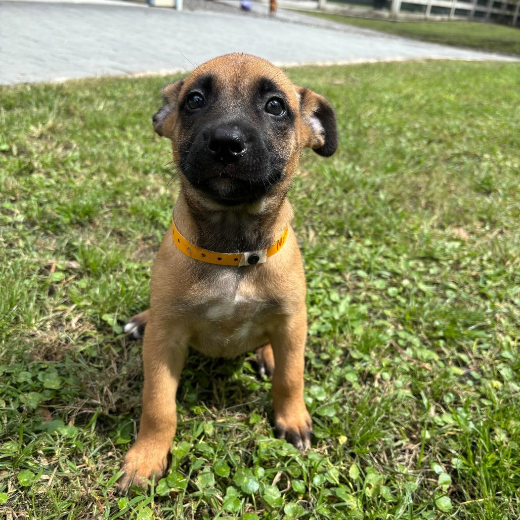Enlarge MORTICIA, a Adoptable mixed breed in Wellington, FL image 4/4